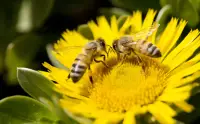 Zwei Bienen auf einer Sonnenblume