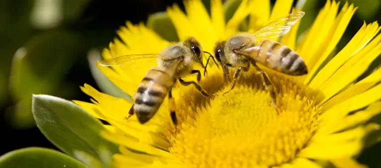 Zwei Bienen auf einer Sonnenblume
